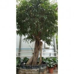 Ficus Maclellandii 'alii' - Jungle Boom 390-400cm art34545