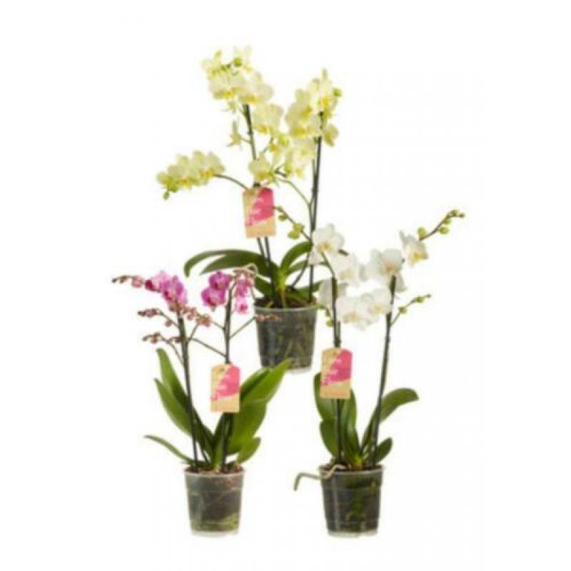 Orchidee Plant - Echte Orchidee