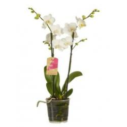 Orchidee Plant - Echte Orchidee