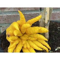 HAND OF BUDDHA - 170cm - citrus medica - Maat L