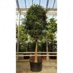Ficus Maclellandii 'alii' - Jungle Boom 390-400cm art34545