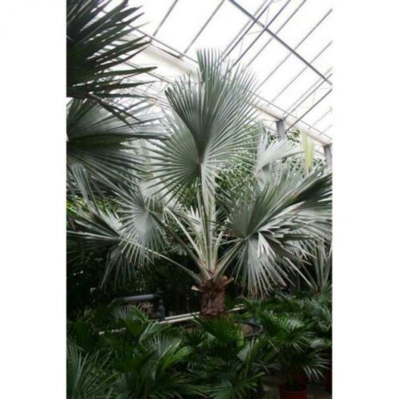 Bismarckia Nobilis - Blauwe Palm 390-400cm art46907