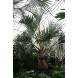 Bismarckia Nobilis - Blauwe Palm 390-400cm art46907