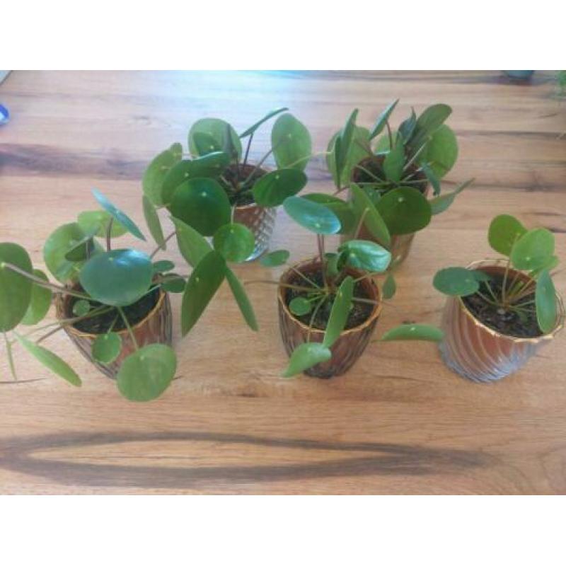 pannenkoekplant mini plantjes Pilea peperomioides