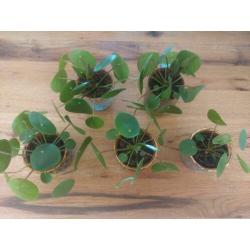 pannenkoekplant mini plantjes Pilea peperomioides