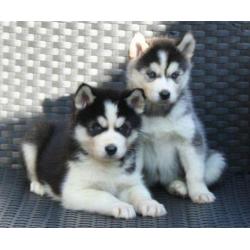 Husky pups met blauwe ogen